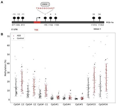 DNA Methylation of PGC-1α Is Associated With Elevated mtDNA Copy Number and Altered Urinary Metabolites in Autism Spectrum Disorder